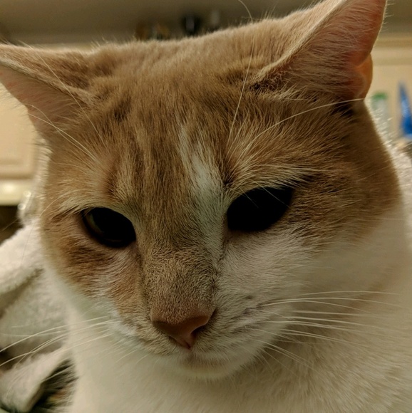 Meet your Posher, Maven - Picture 1 of 1